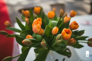 tulipani olandesi